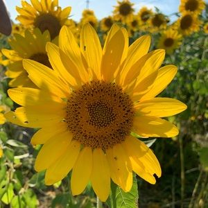 Meet your Posher, Courtney